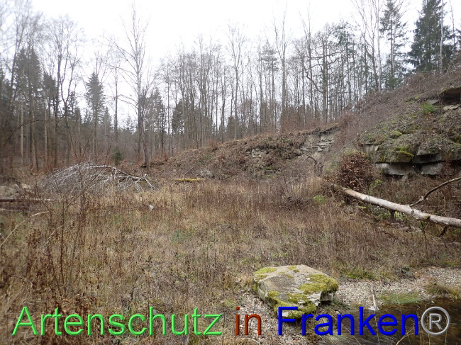 © Artenschutz in Franken® Bild zum Eintrag (1041250-160)