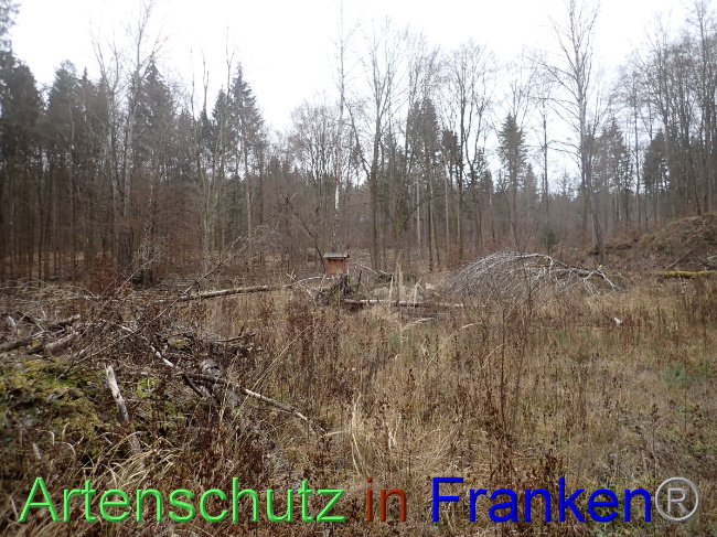 © Artenschutz in Franken® Bild zum Eintrag (1041251-160)
