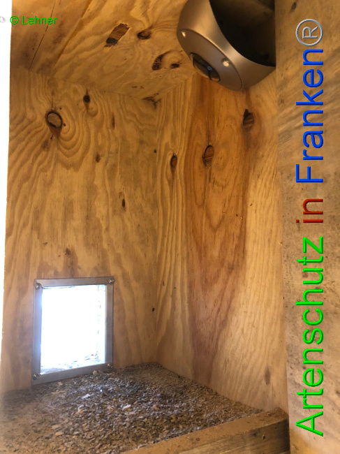© Artenschutz in Franken® / Lehner Bild zum Eintrag (1042756-160)
