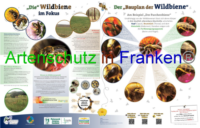 © Artenschutz in Franken® Bild zum Eintrag (1042795-160)