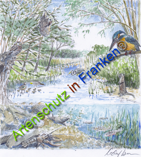 © Artenschutz in Franken® Bild zum Eintrag (1044417-160)