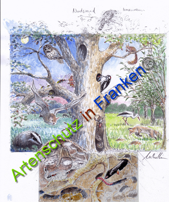 © Artenschutz in Franken® Bild zum Eintrag (1044418-160)