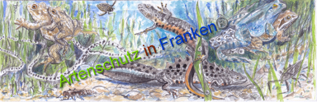 © Artenschutz in Franken® Bild zum Eintrag (1044421-160)