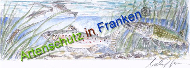 © Artenschutz in Franken® Bild zum Eintrag (1044422-160)