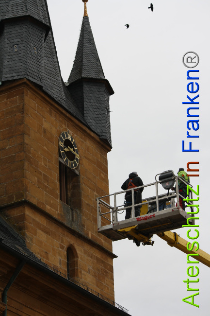 © Artenschutz in Franken® Bild zum Eintrag (1044740-160)