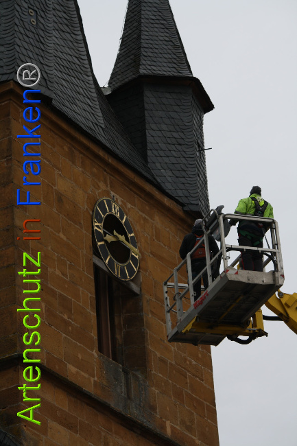 © Artenschutz in Franken® Bild zum Eintrag (1044741-160)