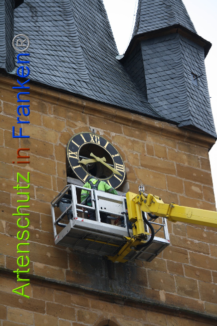 © Artenschutz in Franken® Bild zum Eintrag (1044742-160)
