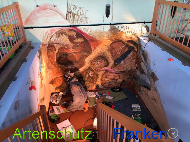 © Artenschutz in Franken® / Francken Bild zum Eintrag (1044759-160)