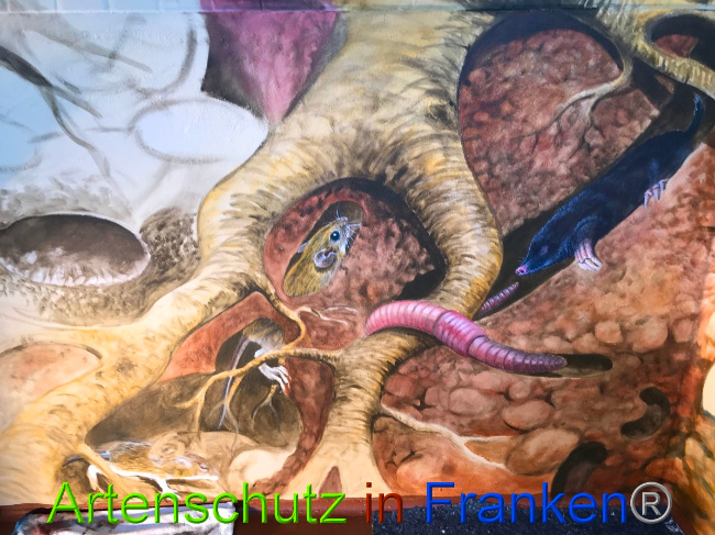© Artenschutz in Franken® / Francken Bild zum Eintrag (1044760-160)