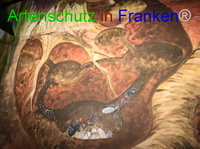 © Artenschutz in Franken® Bild zum Eintrag (1044937-160)