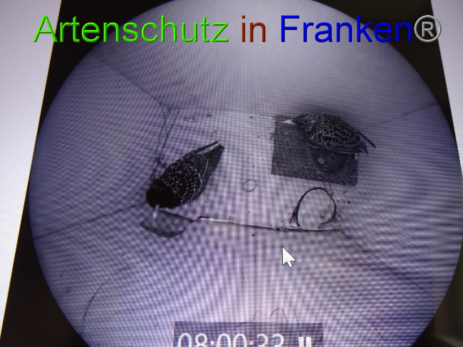 © Artenschutz in Franken® Bild zum Eintrag (1045036-160)