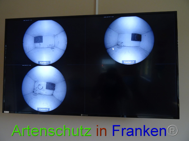 © Artenschutz in Franken® Bild zum Eintrag (1045038-160)