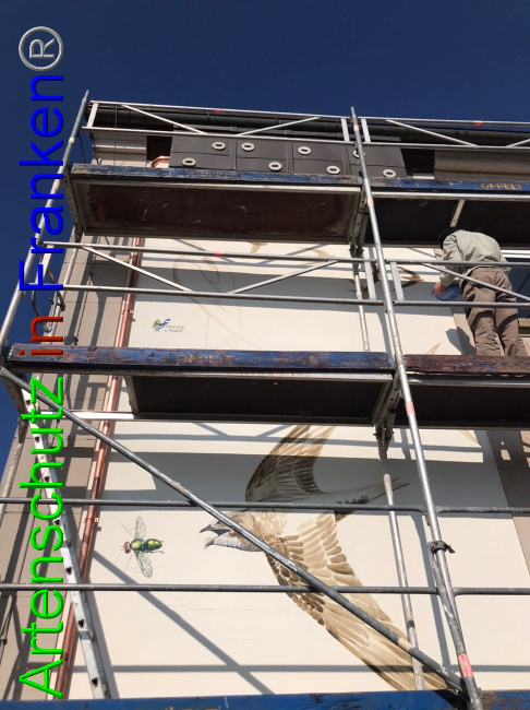 © Artenschutz in Franken® / Horn Bild zum Eintrag (1045336-160)