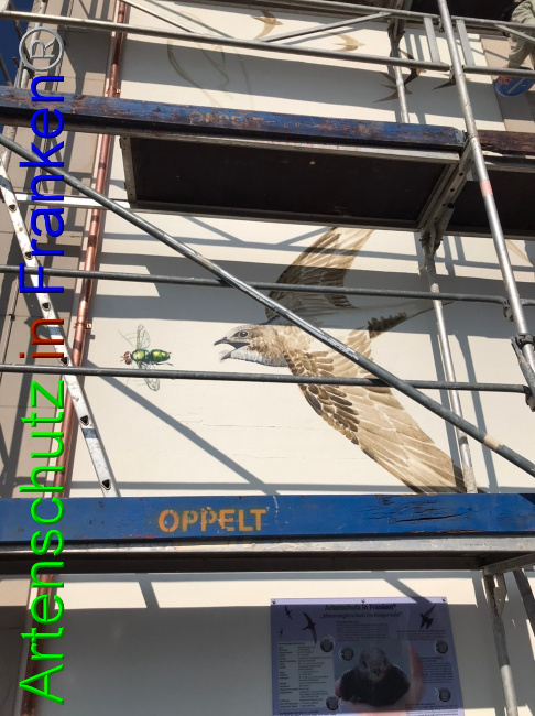 © Artenschutz in Franken® / Horn Bild zum Eintrag (1045337-160)