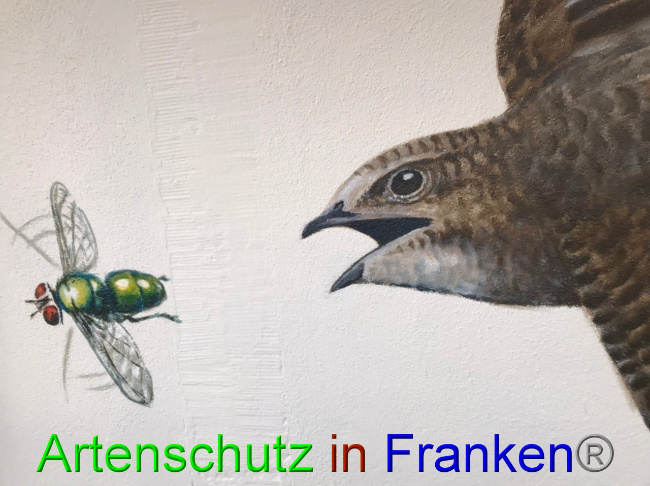 © Artenschutz in Franken® Bild zum Eintrag (1045364-160)