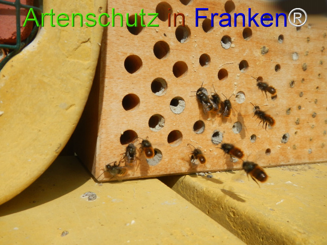 © Artenschutz in Franken® Bild zum Eintrag (1045503-160)