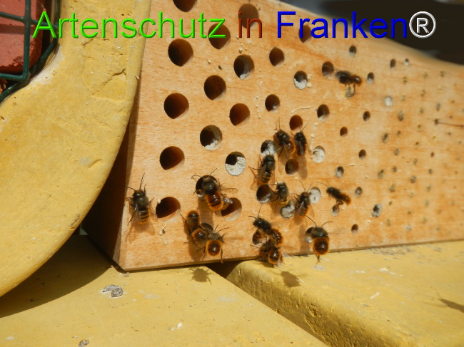 © Artenschutz in Franken® Bild zum Eintrag (1045504-160)