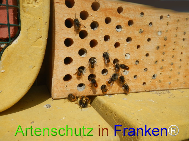 © Artenschutz in Franken® Bild zum Eintrag (1045541-160)