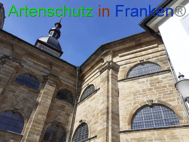 © Artenschutz in Franken® Bild zum Eintrag (1045627-160)
