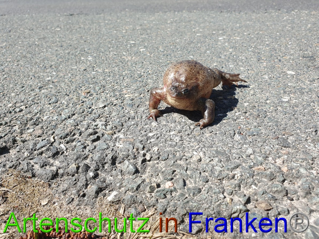 © Artenschutz in Franken® Bild zum Eintrag (1045782-160)
