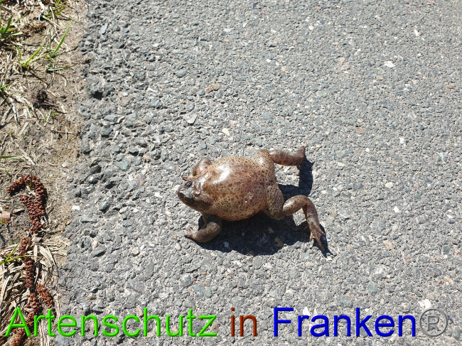© Artenschutz in Franken® Bild zum Eintrag (1045786-160)