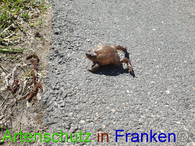 © Artenschutz in Franken® Bild zum Eintrag (1045788-160)