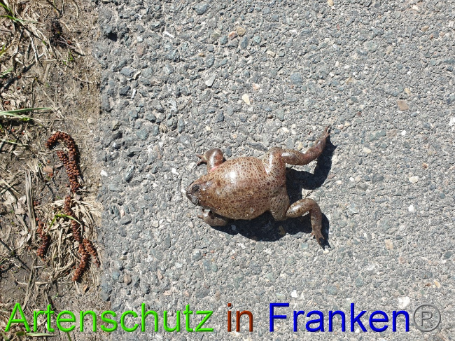 © Artenschutz in Franken® Bild zum Eintrag (1045789-160)