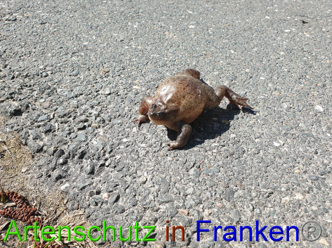 © Artenschutz in Franken® Bild zum Eintrag (1045790-160)