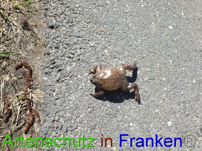 © Artenschutz in Franken® Bild zum Eintrag (1045792-160)