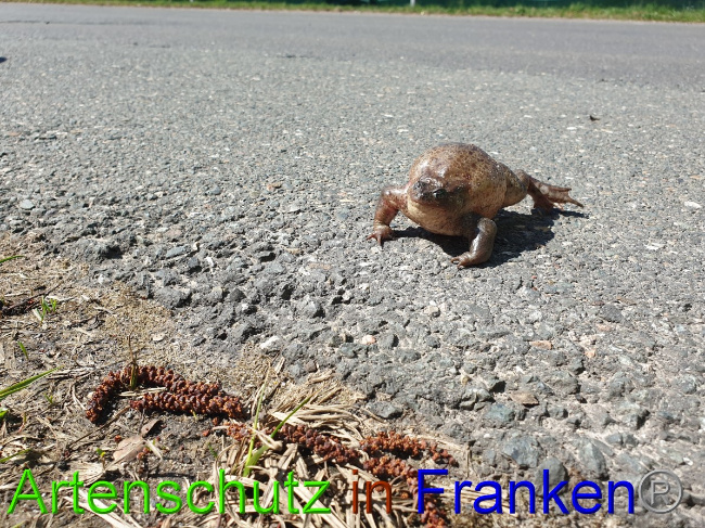 © Artenschutz in Franken® Bild zum Eintrag (1045793-160)
