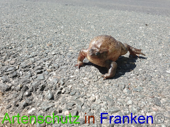 © Artenschutz in Franken® Bild zum Eintrag (1045794-160)