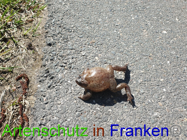 © Artenschutz in Franken® Bild zum Eintrag (1045796-160)