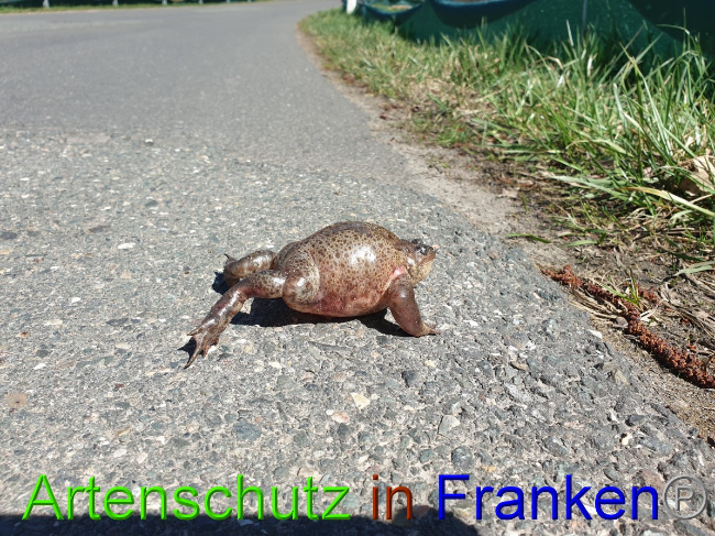 © Artenschutz in Franken® Bild zum Eintrag (1045797-160)