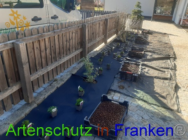 © Artenschutz in Franken® Bild zum Eintrag (1045811-160)