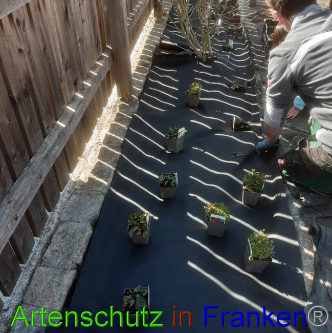 © Artenschutz in Franken® Bild zum Eintrag (1045817-160)