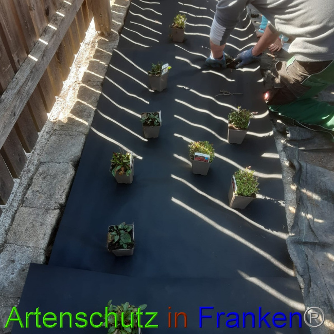 © Artenschutz in Franken® Bild zum Eintrag (1045818-160)