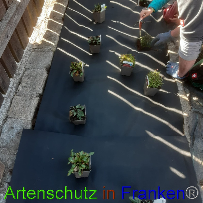 © Artenschutz in Franken® Bild zum Eintrag (1045819-160)