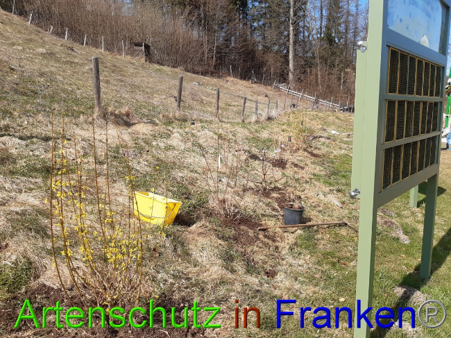 © Artenschutz in Franken® Bild zum Eintrag (1045831-160)