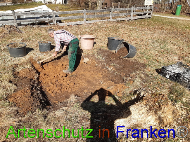 © Artenschutz in Franken® Bild zum Eintrag (1045835-160)
