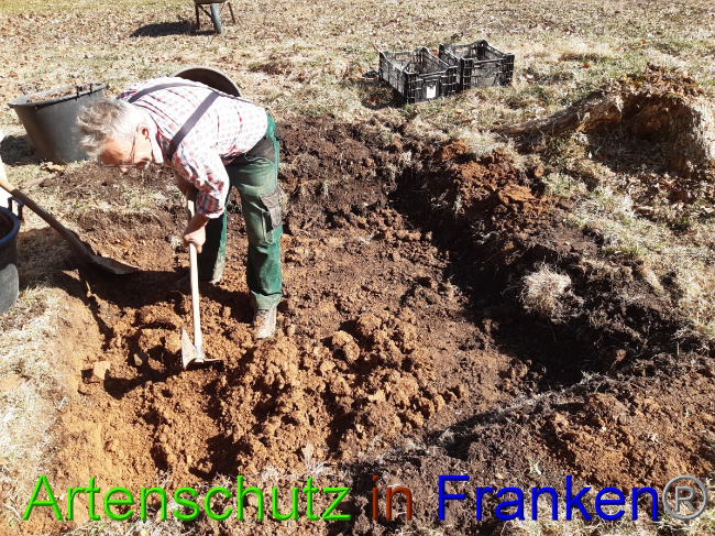 © Artenschutz in Franken® Bild zum Eintrag (1045836-160)