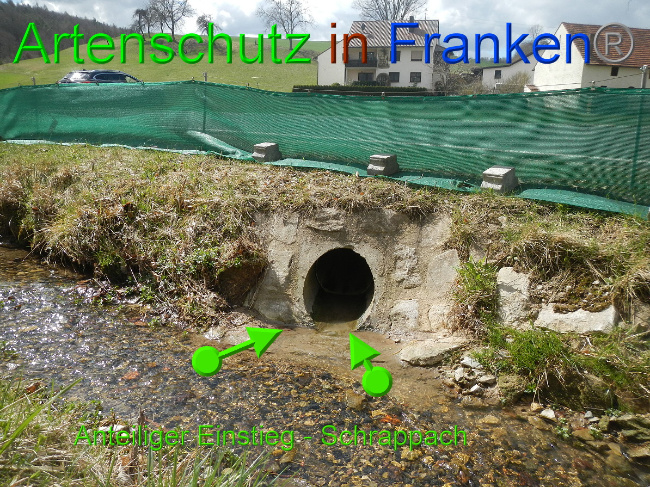 © Artenschutz in Franken® Bild zum Eintrag (1046039-160)