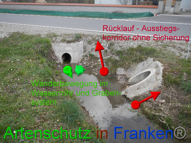 © Artenschutz in Franken® Bild zum Eintrag (1046040-160)