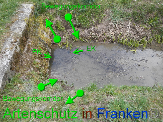 © Artenschutz in Franken® Bild zum Eintrag (1046045-160)