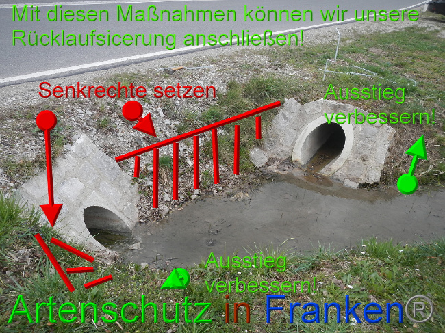 © Artenschutz in Franken® Bild zum Eintrag (1046046-160)