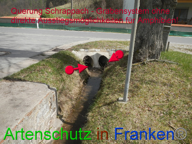 © Artenschutz in Franken® Bild zum Eintrag (1046048-160)