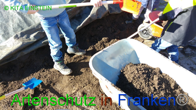 © Artenschutz in Franken® / Kita Einstein Bild zum Eintrag (1046100-160)