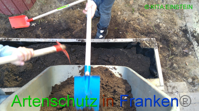 © Artenschutz in Franken® / Kita Einstein Bild zum Eintrag (1046101-160)