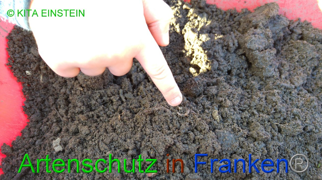 © Artenschutz in Franken® / Kita Einstein Bild zum Eintrag (1046102-160)