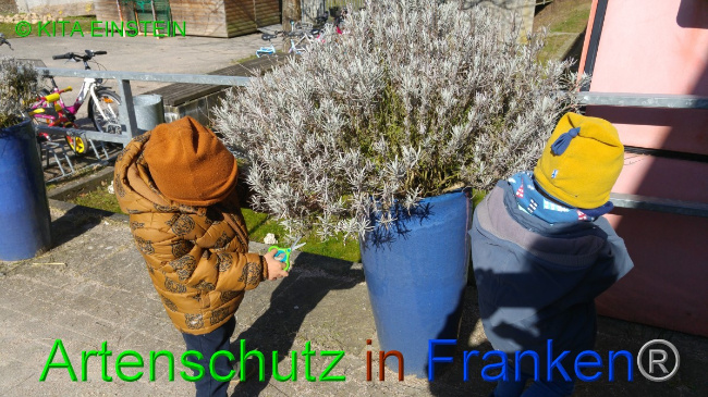 © Artenschutz in Franken® / Kita Einstein Bild zum Eintrag (1046105-160)