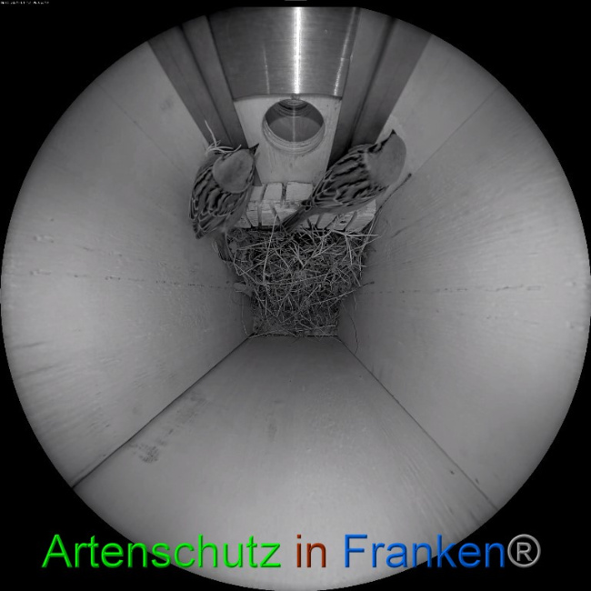 © Artenschutz in Franken® Bild zum Eintrag (1046393-160)